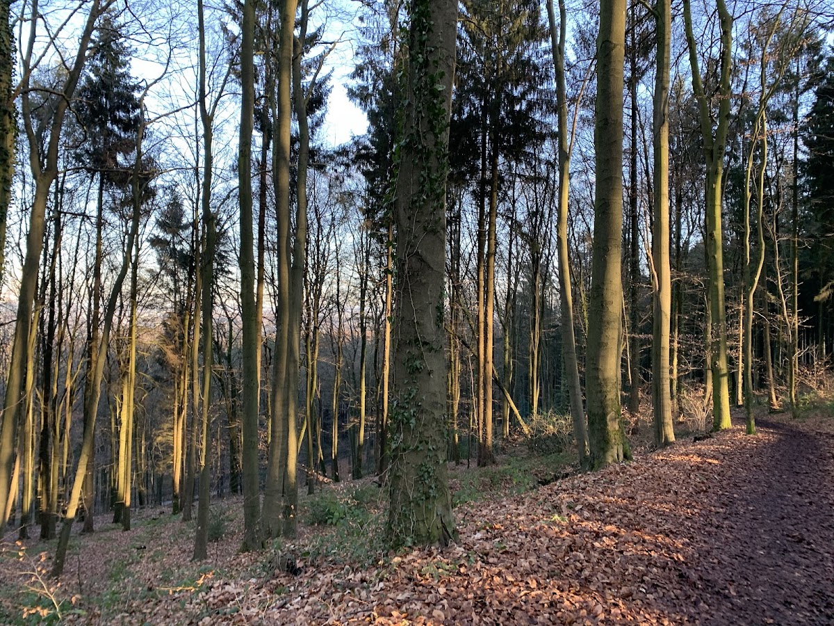 Aachen Forest — hondvriendelijk in Limburg