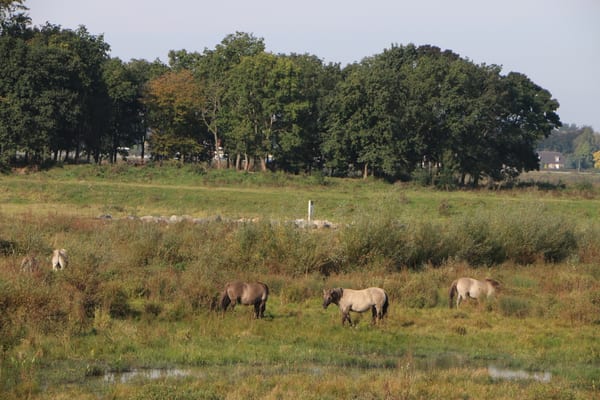 Natuurgebied Borgharen (Maasvallei) in Natuur