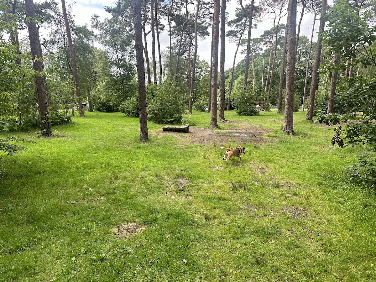 Losloopgebied Pietersheim — hondvriendelijk in Limburg