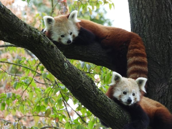 Aachener Zoo Euregiozoo in doen