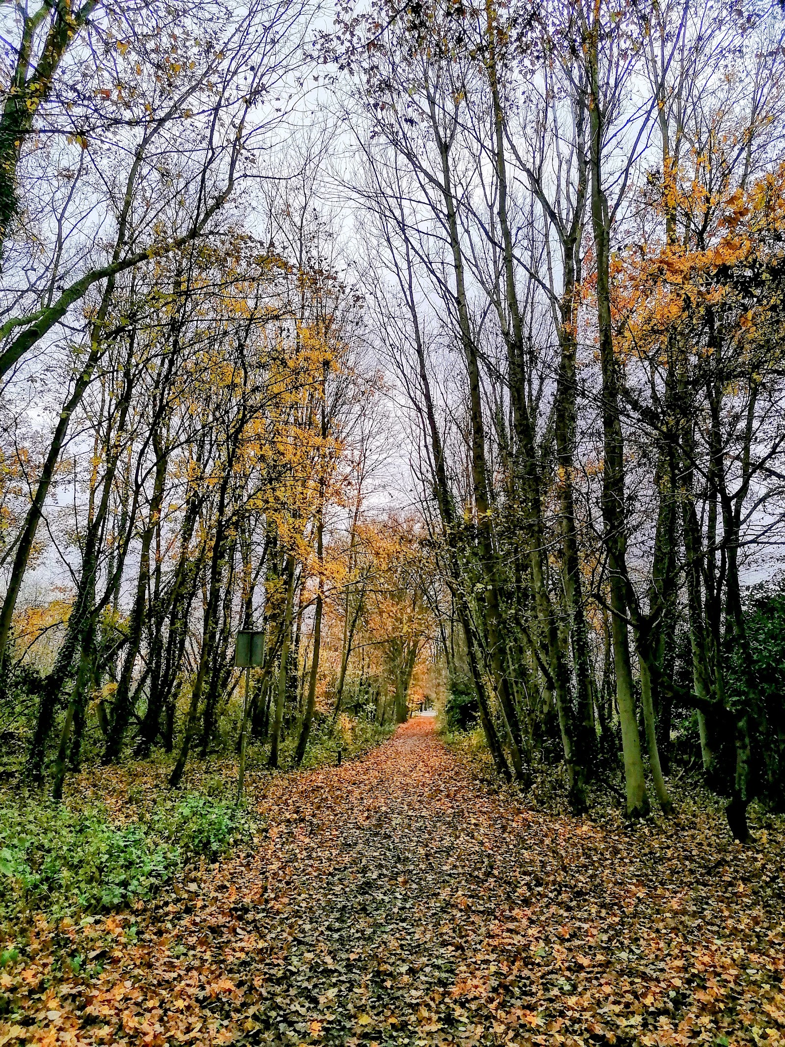 Bunderbos — hondvriendelijk in Limburg