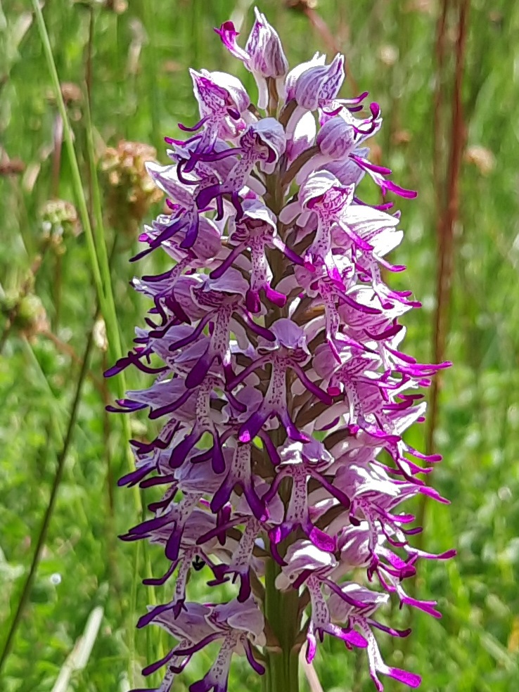 Orchideeëntuin Gerendal in Schin op Geul — attractie