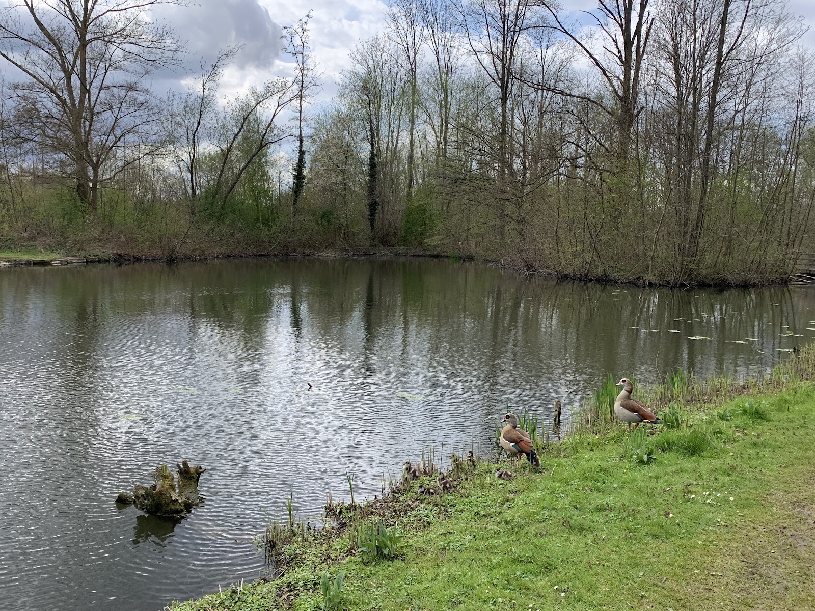 Schwienswei in Sittard