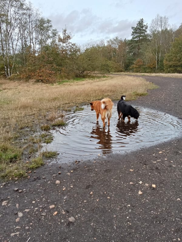 Hondenlosloopzone Kikbeek in natuur