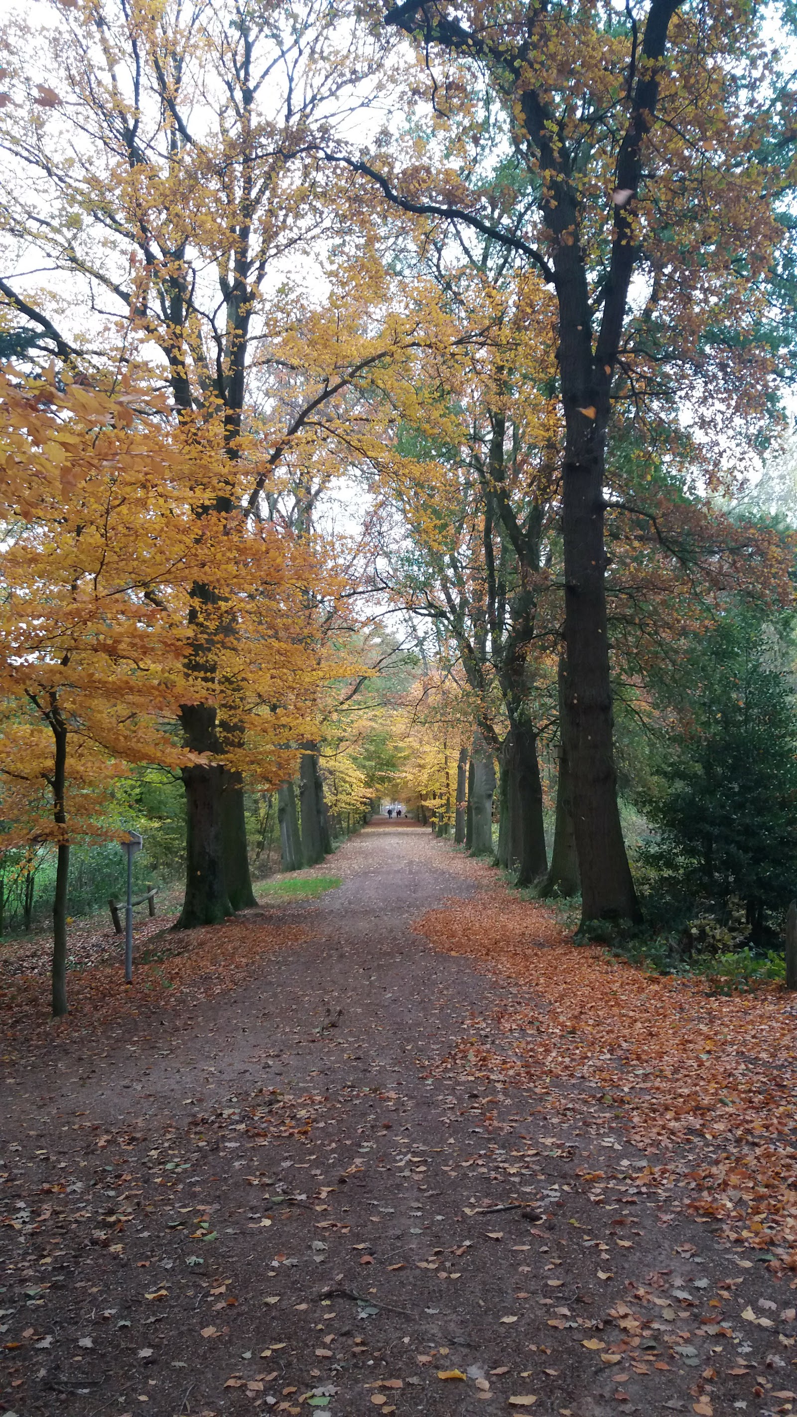 Wittenhorstbruggetje in Horst — park