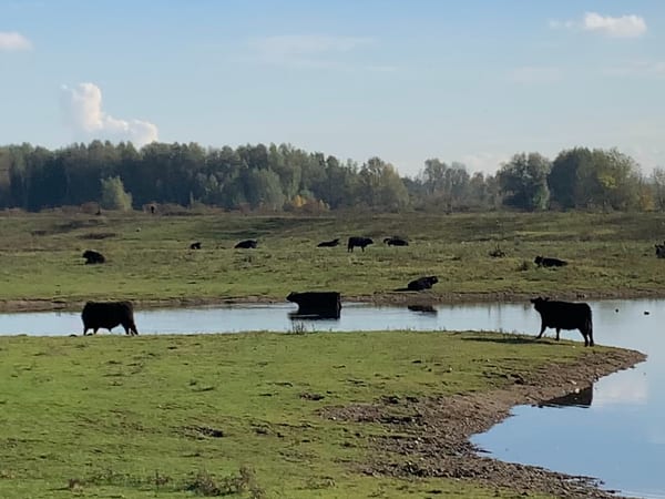 Natuurgebied Negenoord-Kerkeweerd in Natuur