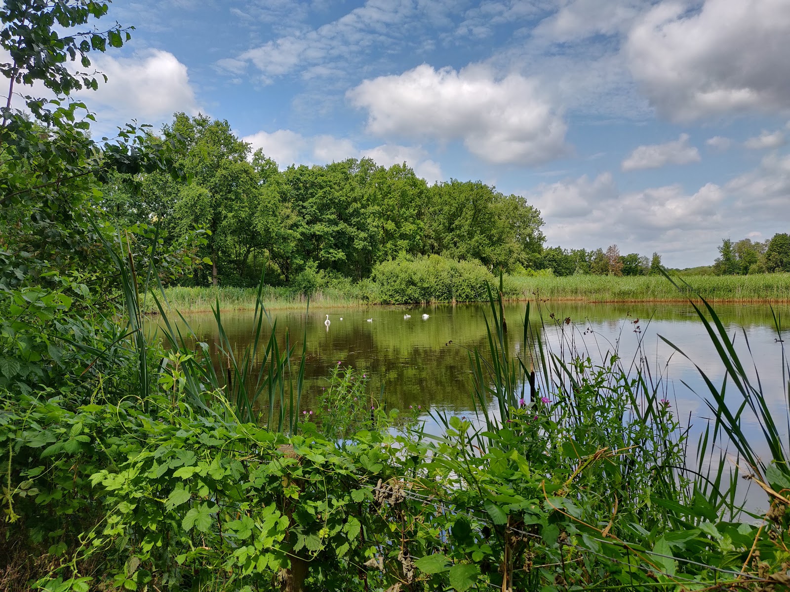 Natuurgebied Platwijers - Wijvenheide in Zonhoven