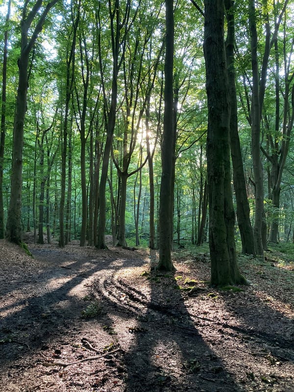 Ravensbosch in natuur