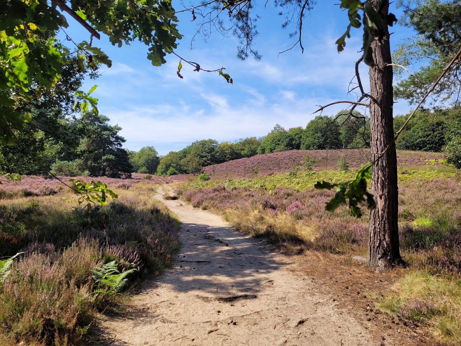 Start Wandelingen Mechelse Heide - de Salamander in Maasmechelen