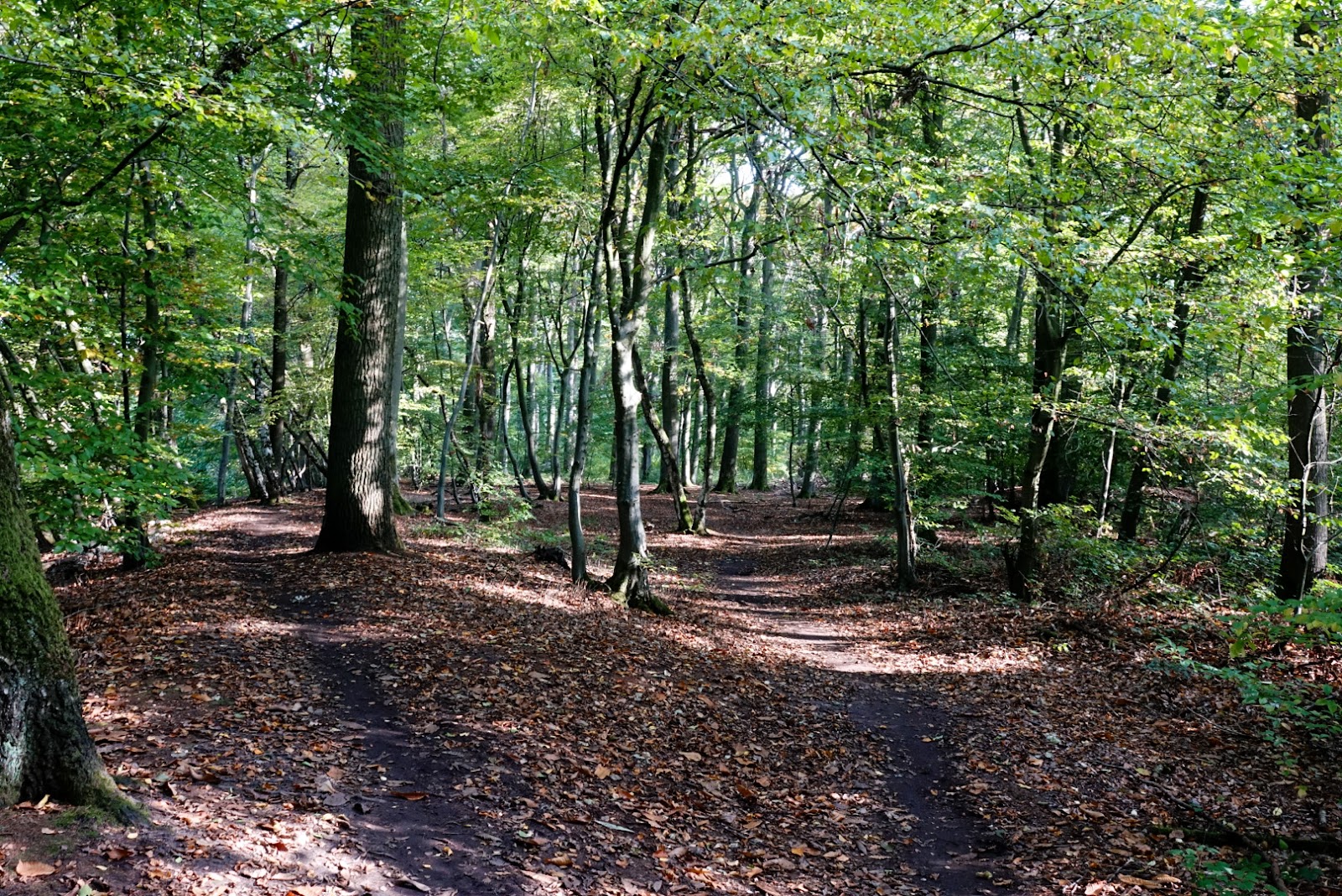 De Kathedraal van het Munnichsbos in Sint Odiliënberg — park