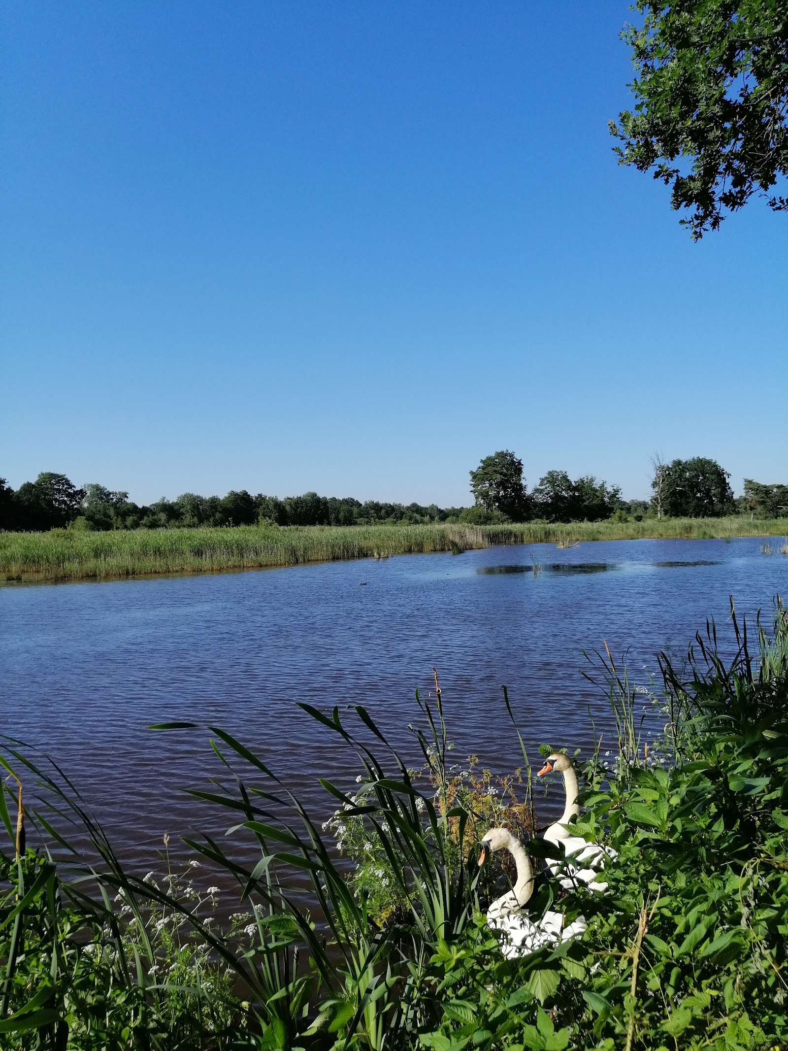 Platwijers in Zonhoven — park