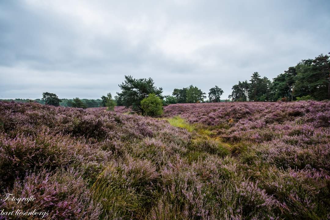 Natuurgebied De Teut in Zonhoven — park