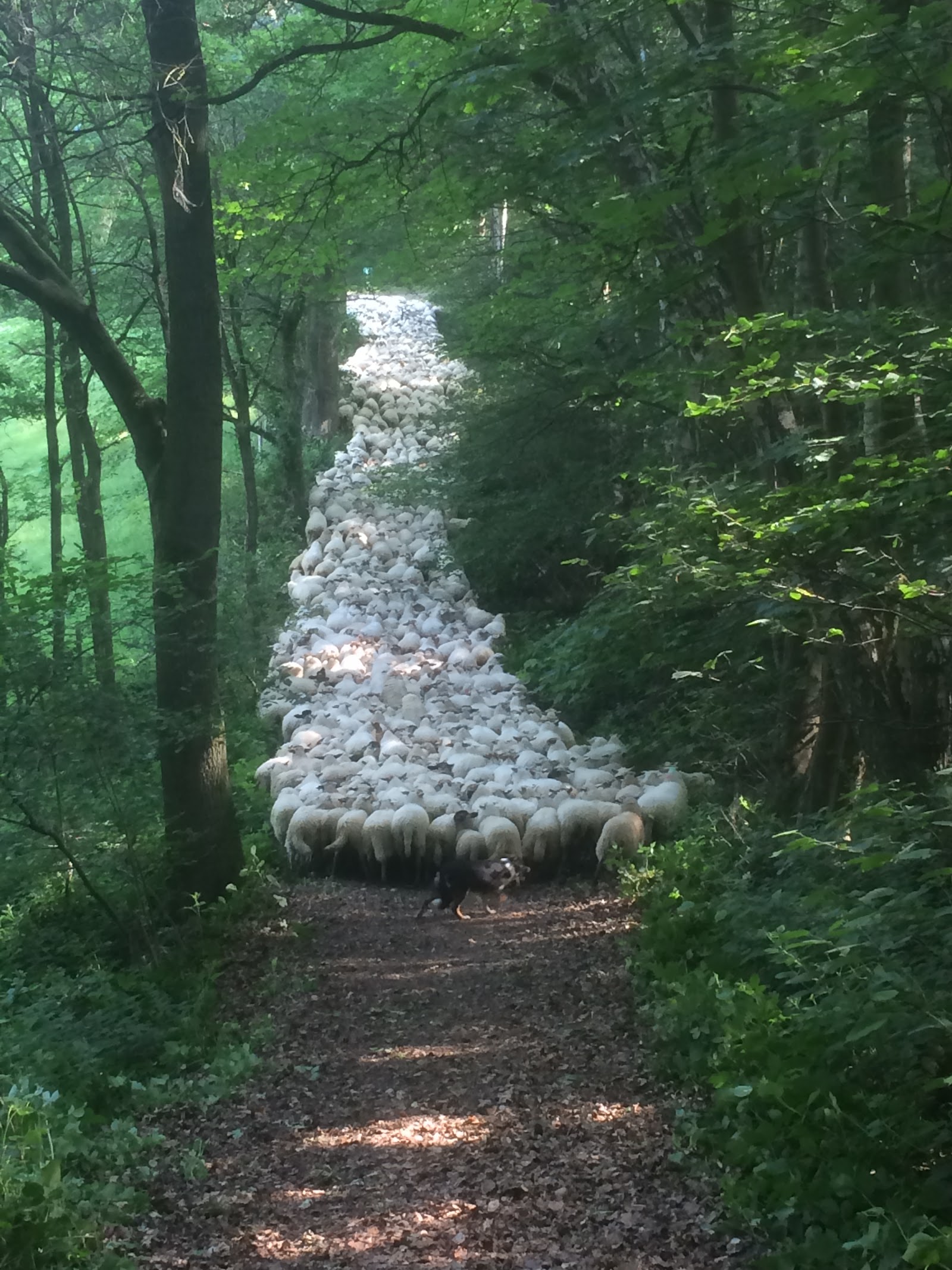 Schaapskooi Mergelland in Epen