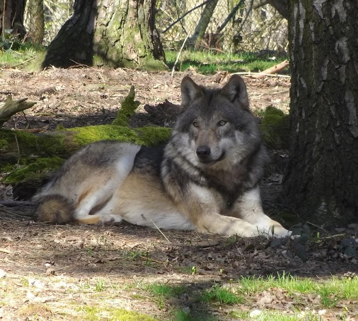 Wildpark Gangelt in Gangelt — attractie