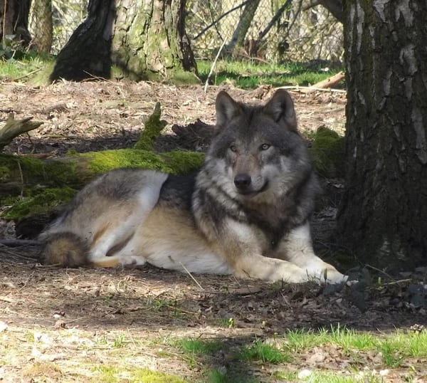 Wildpark Gangelt in doen
