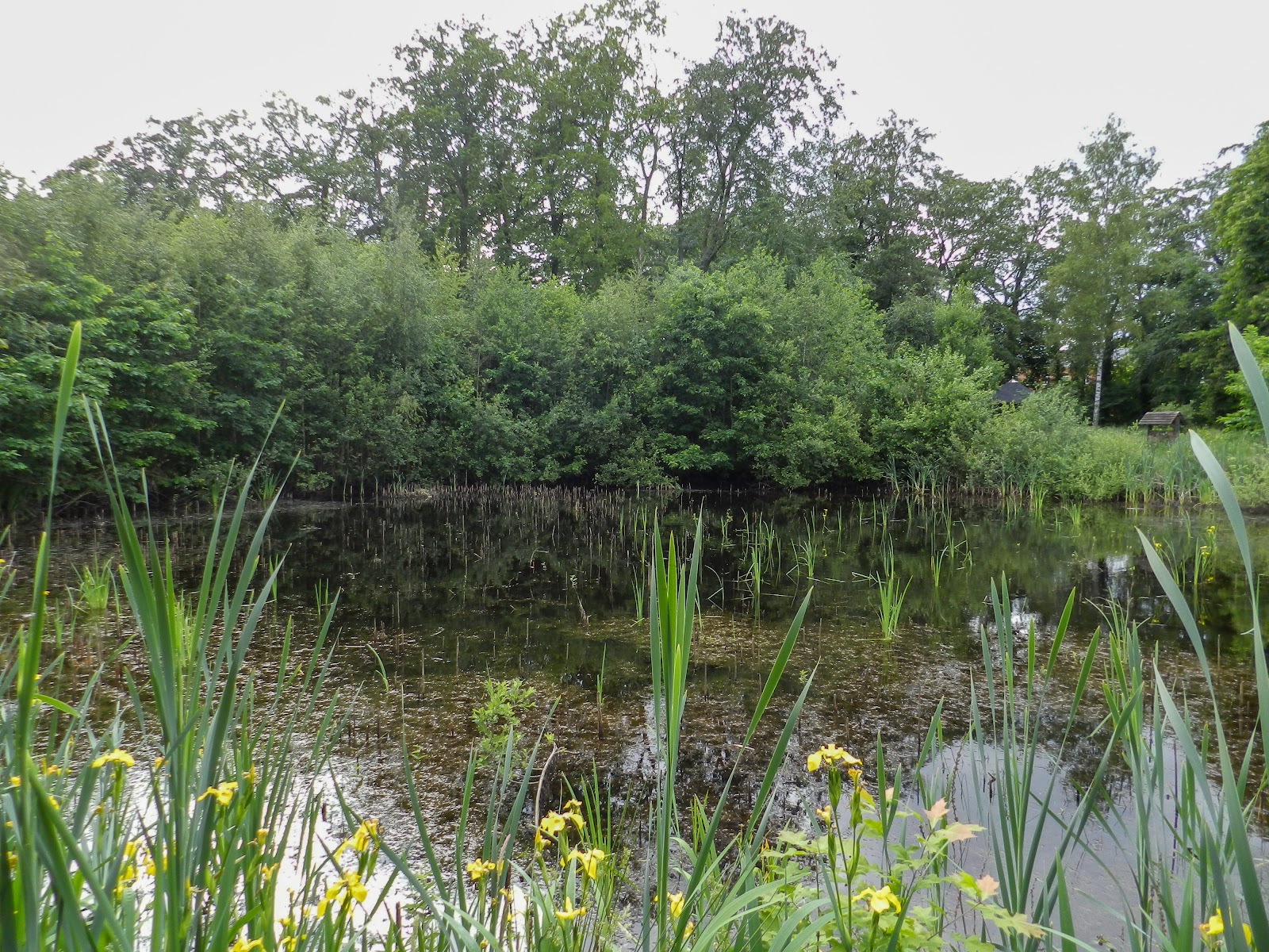Patersbos in Diepenbeek — park