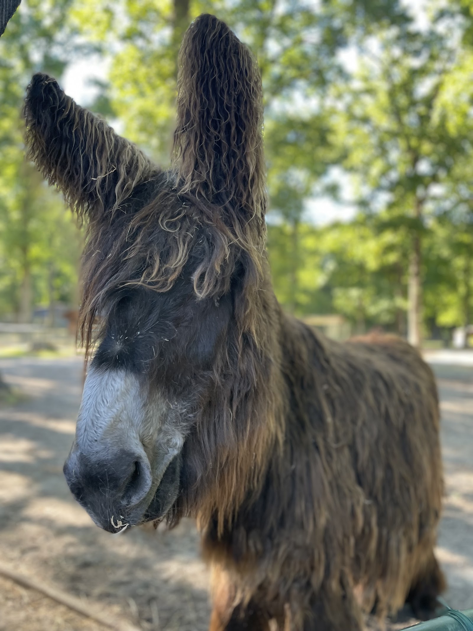 Stichting Kinderboerderij Schutterspark in Brunssum — park