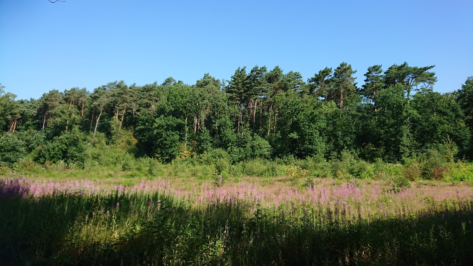Nationaal Park Hoge Kempen - Lieteberg in Zutendaal — park