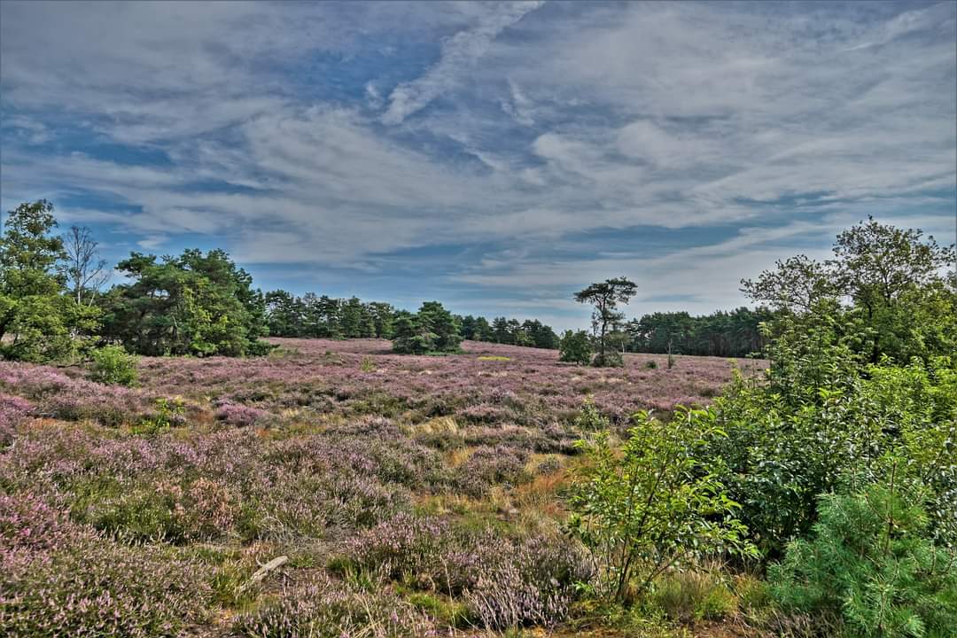 De Teut En Ten Haagdoorn in Zonhoven