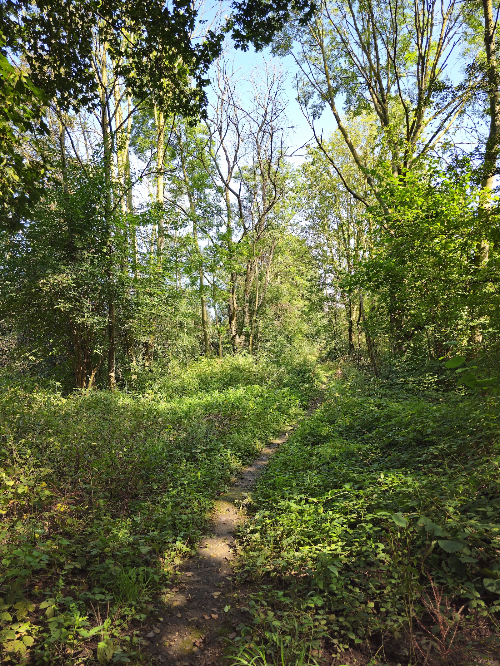 Maaswinkel in Maasmechelen
