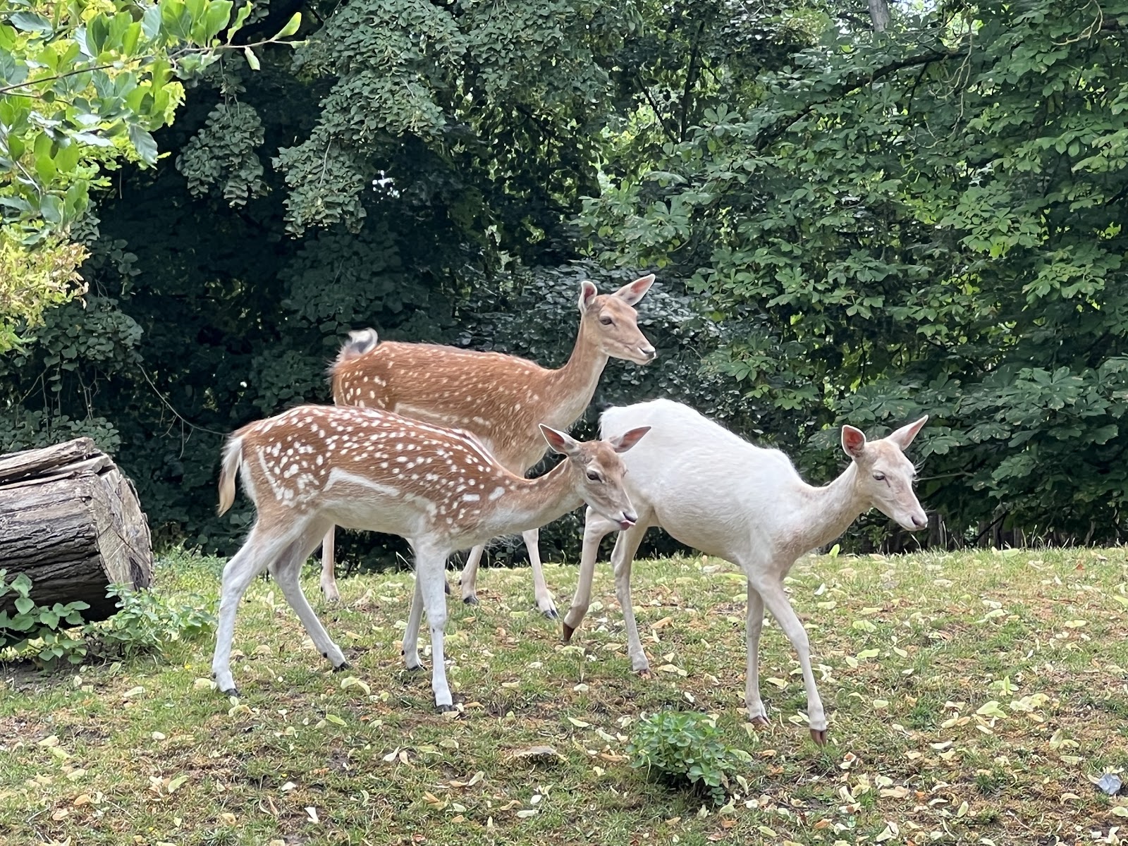 Stadspark Hertenkamp🦌 in Maastricht