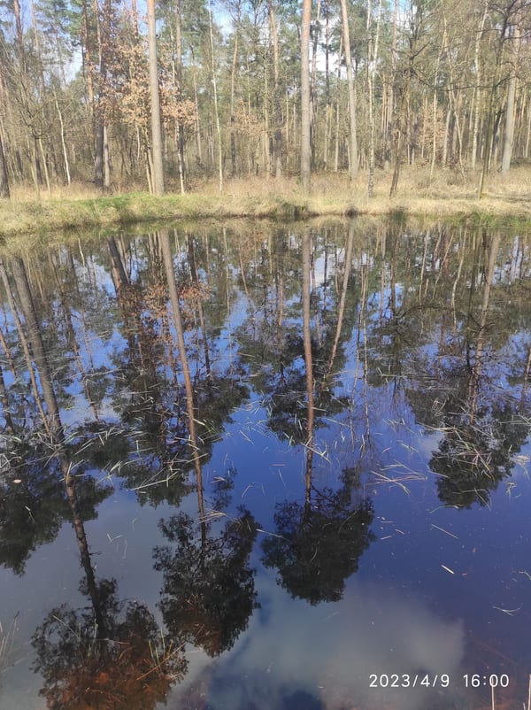 Pietersembos in Natuur