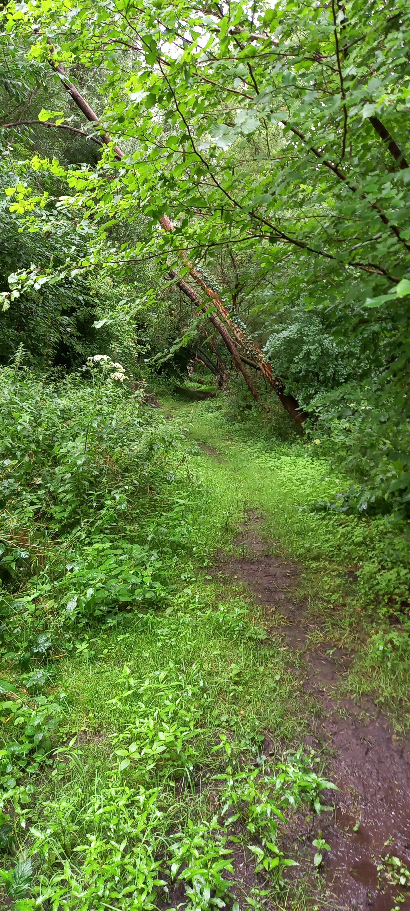 Natuurgebied de Demervallei in Bilzen-Hoeselt — park