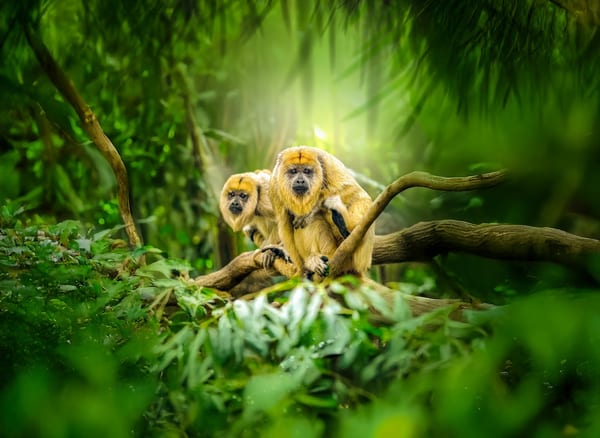 GaiaZOO in Natuur
