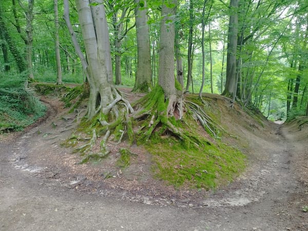 Stammenderbos in natuur