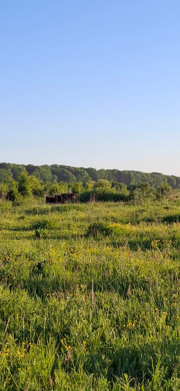 Natuurgebied Maasvallei in Natuur