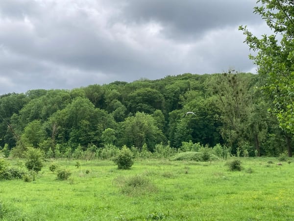 Ingendael in natuur