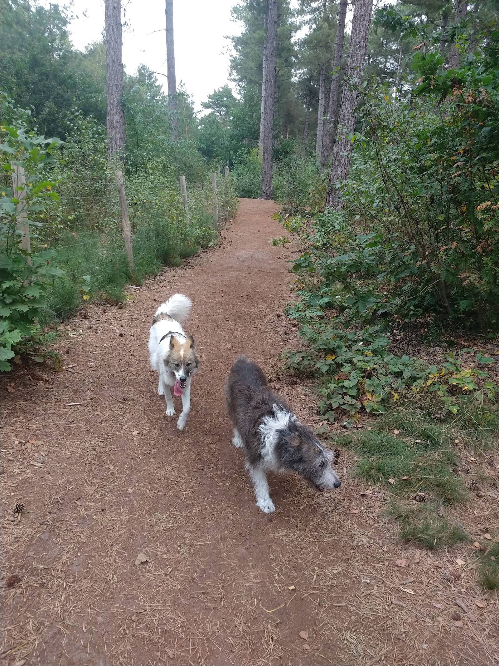 Hondenzone Haarterheide in Hamont-Achel — park
